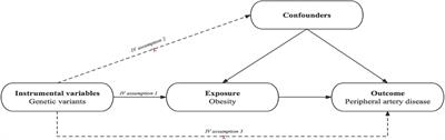 Assessment of causal associations between obesity and peripheral artery disease: a bidirectional Mendelian randomization study